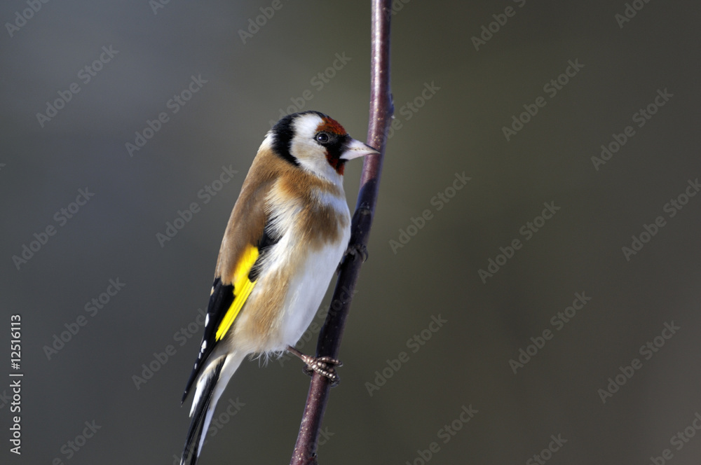 Obraz premium goldfinch portrait