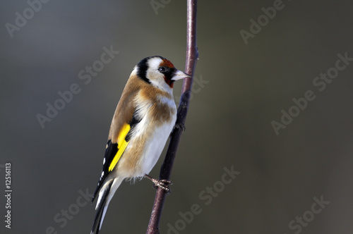 goldfinch portrait