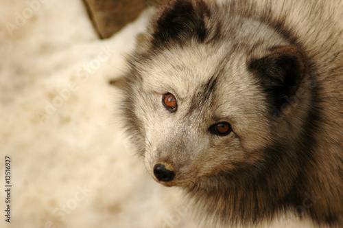 Observer. White fox
