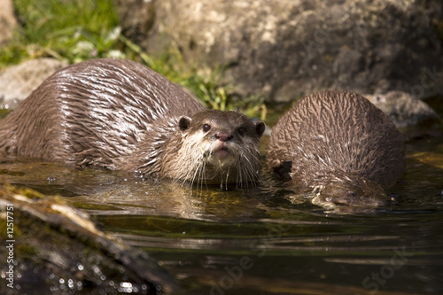 playful otters at riverbank