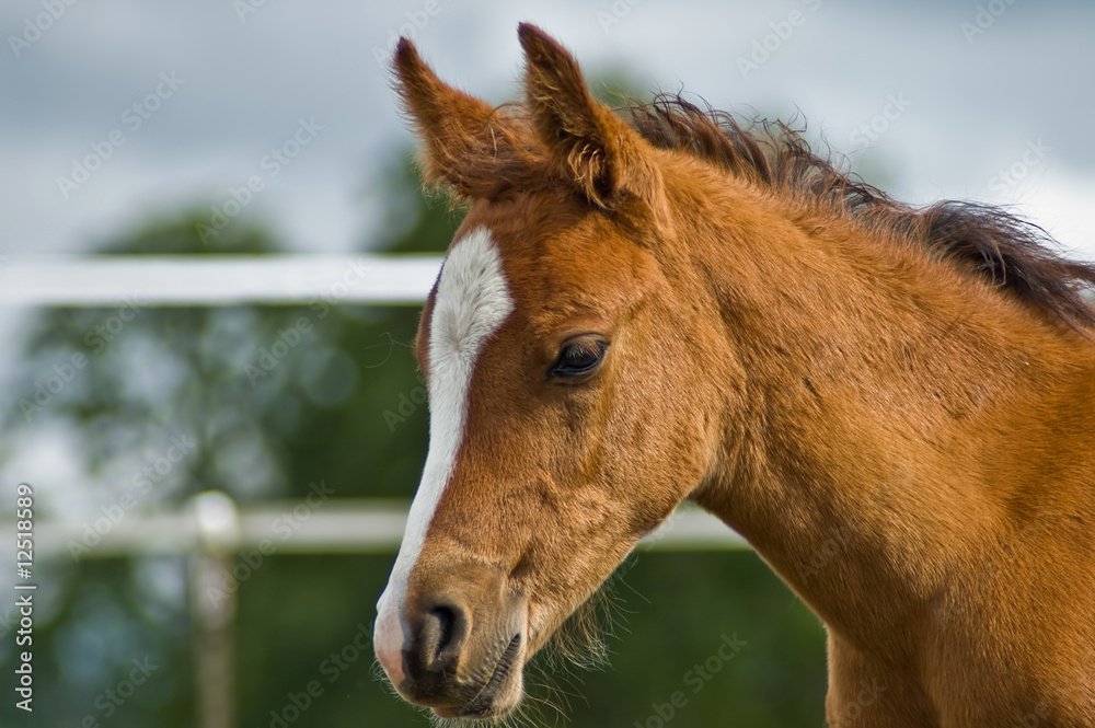 Obraz premium Chestnut colt head shot