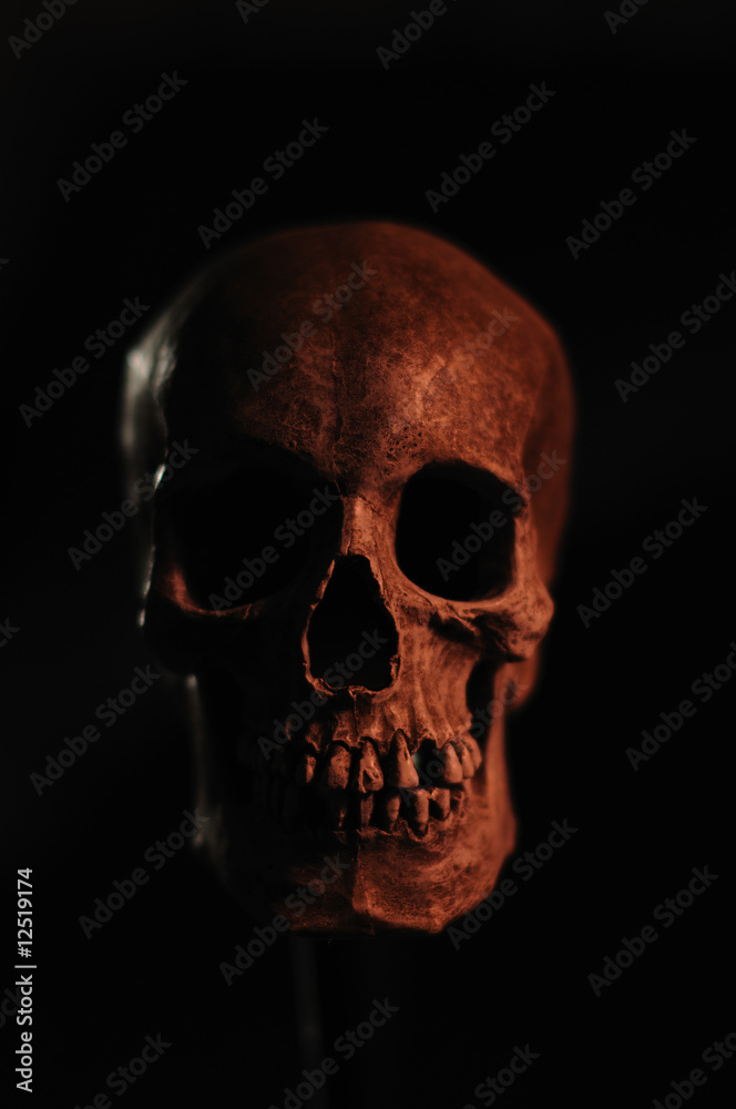 Obraz premium Human Skull