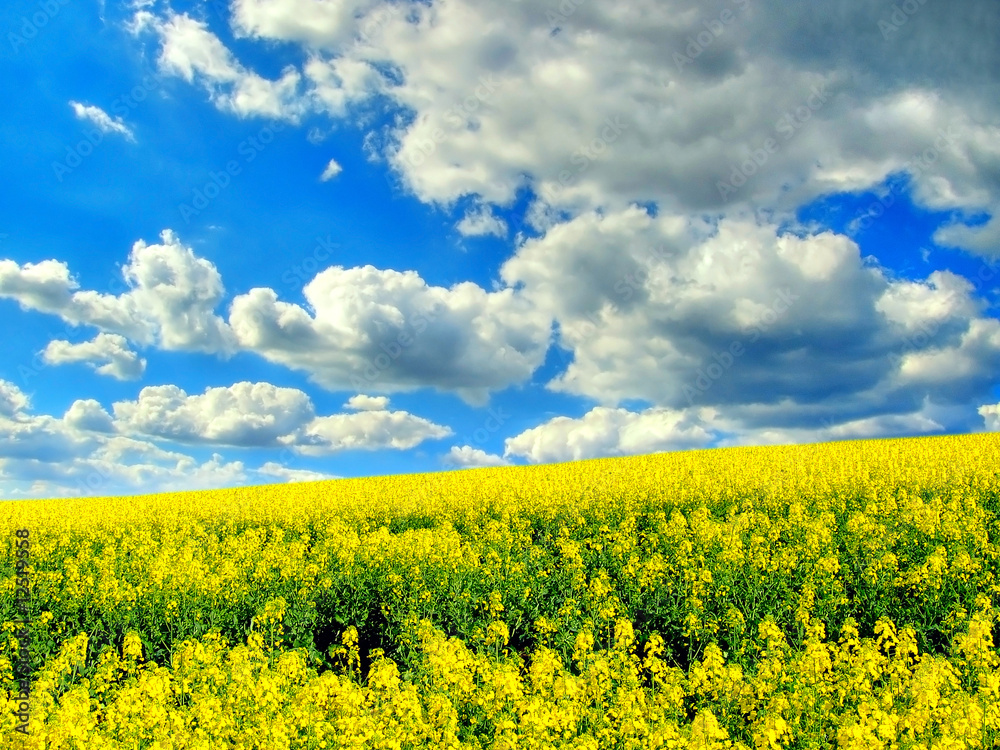 Obraz premium Clouds over the field of rape