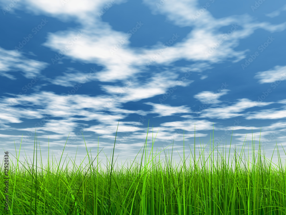 Fototapeta premium green grass over a blue sky with white clouds as background