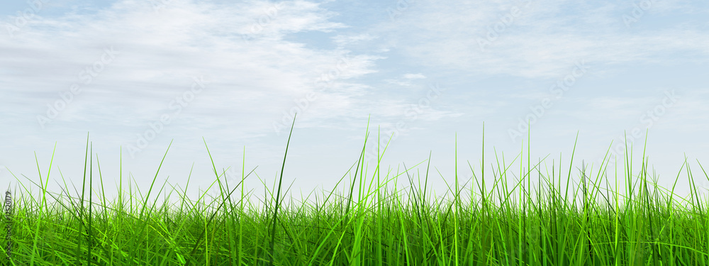 Obraz premium green grass over a blue sky with white clouds as background