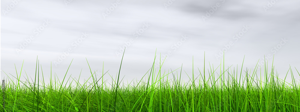 Obraz premium green grass over a blue sky with white clouds as background