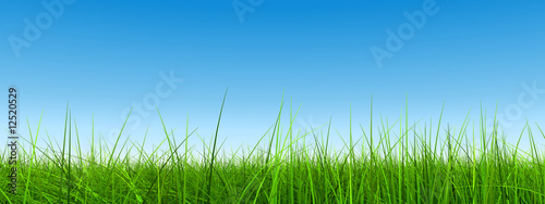 green grass over a clear blue sky banner as background