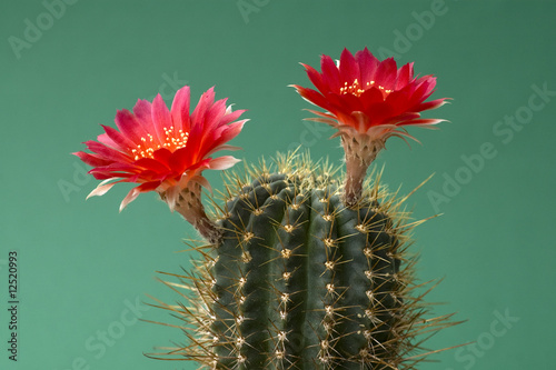 rot blühender Kaktus - red blooming cactus photo