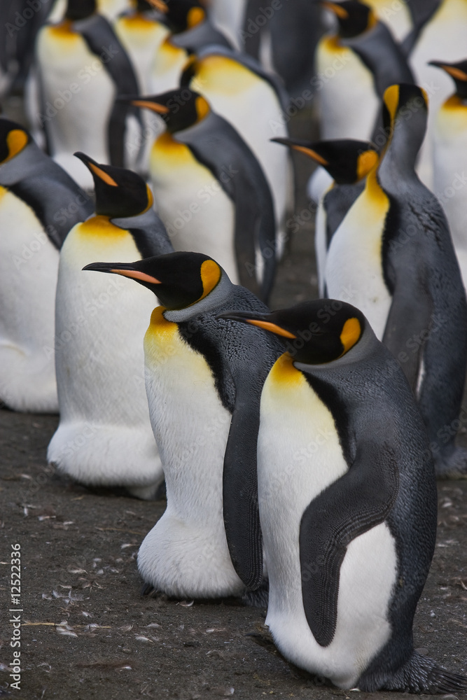 Fototapeta premium Pinguine beim Brüten