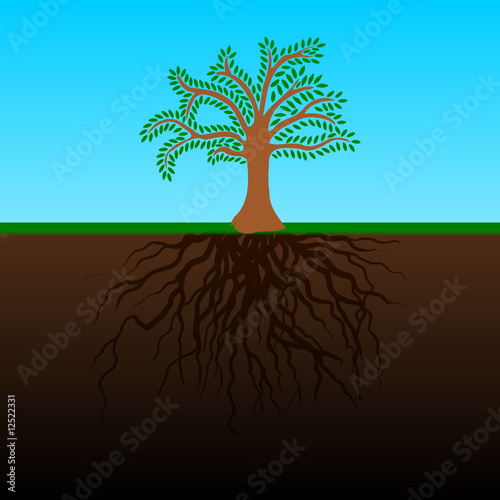 baum und wurzeln mit erdreich