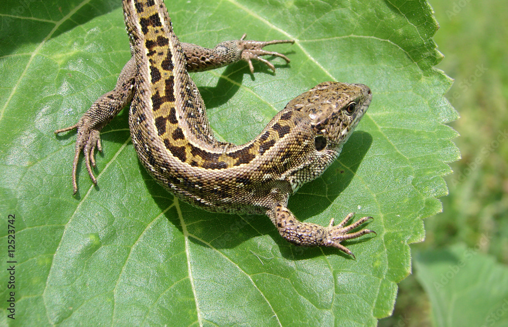 Fototapeta premium lizard