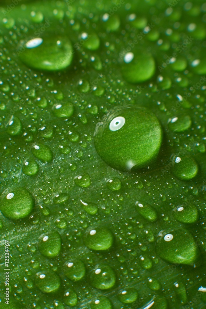 leaf and drop leaf and drop