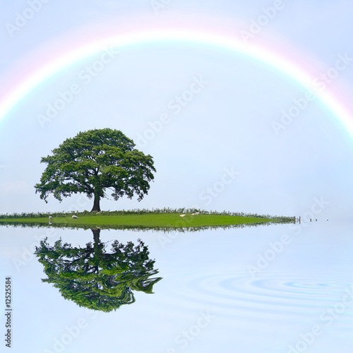 Oak Tree and Rainbow