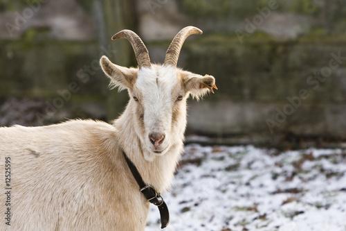 goat in a village