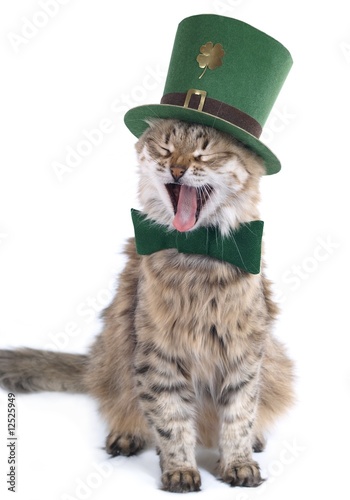 Singing St. Patrick's Day cat