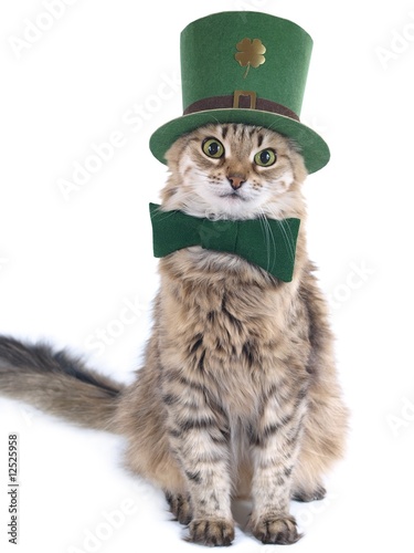 Cute St. Patrick's Day cat
