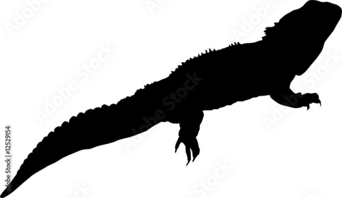 Iguana