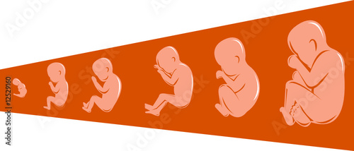 Fetal development