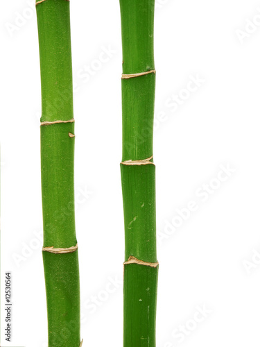 Slika na platnu bamboos for wellness & spa graphics