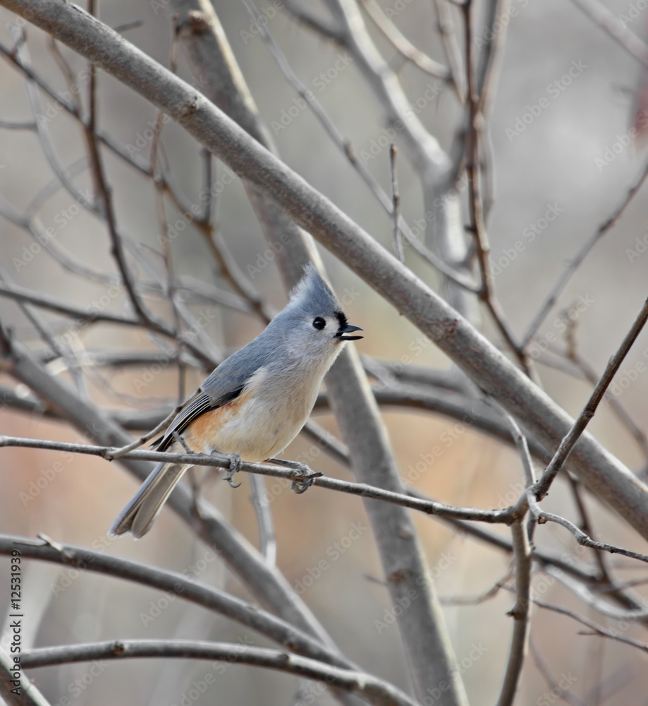 Tufted Titmouse Tufted Titmouse