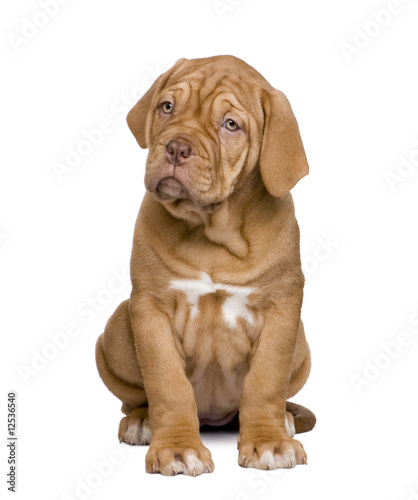 Dogue de Bordeaux puppy (2 months)