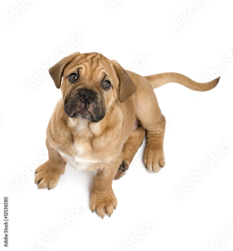 Dogue de Bordeaux puppy (2 months) photo