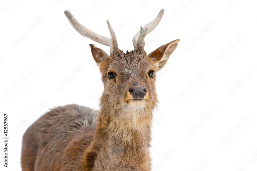 Obraz premium deer isolated on white
