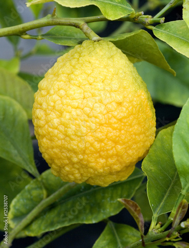 Zitronatzitrone, Citrus medica,