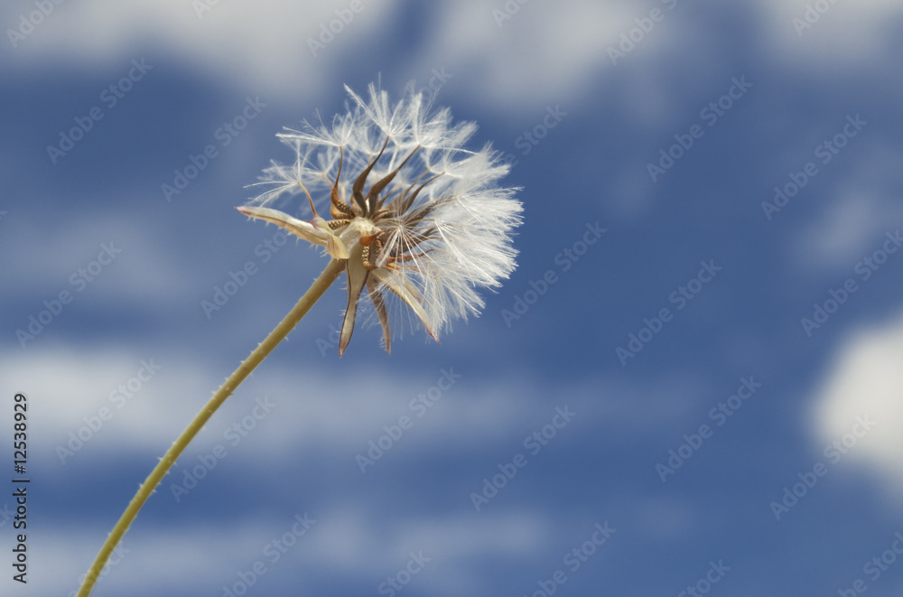 Obraz premium Mniszek lekarski