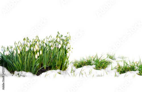 Schneeglöckchen