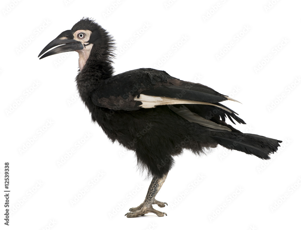 Fototapeta premium Young Southern Ground-hornbill - Bucorvus leadbeateri (18 months