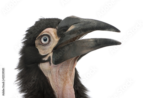 Young Southern Ground-hornbill - Bucorvus leadbeateri (18 months photo