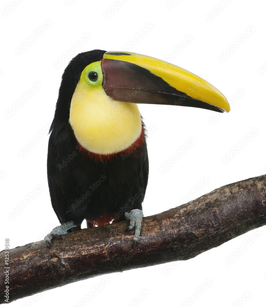 Chestnut-mandibled Toucan - Ramphastos swainsonii (3 years) Chestnut-mandibled Toucan - Ramphastos swainsonii (3 years)