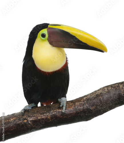 Chestnut-mandibled Toucan - Ramphastos swainsonii (3 years)