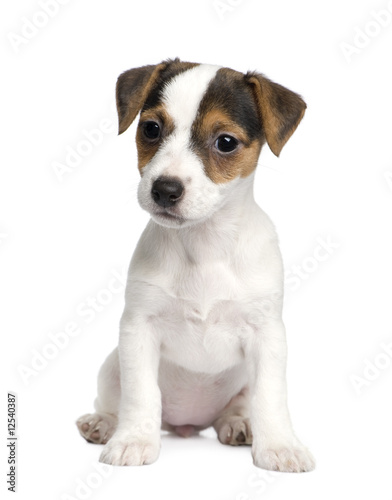 puppy Jack russell (8 weeks) © Eric Isselée