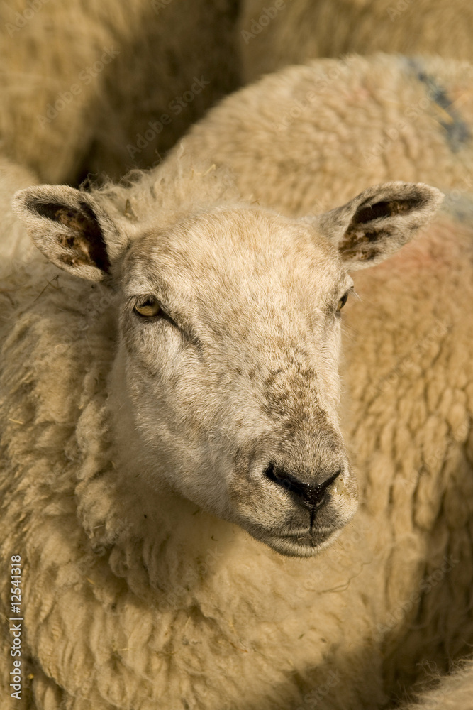 sheep sheep