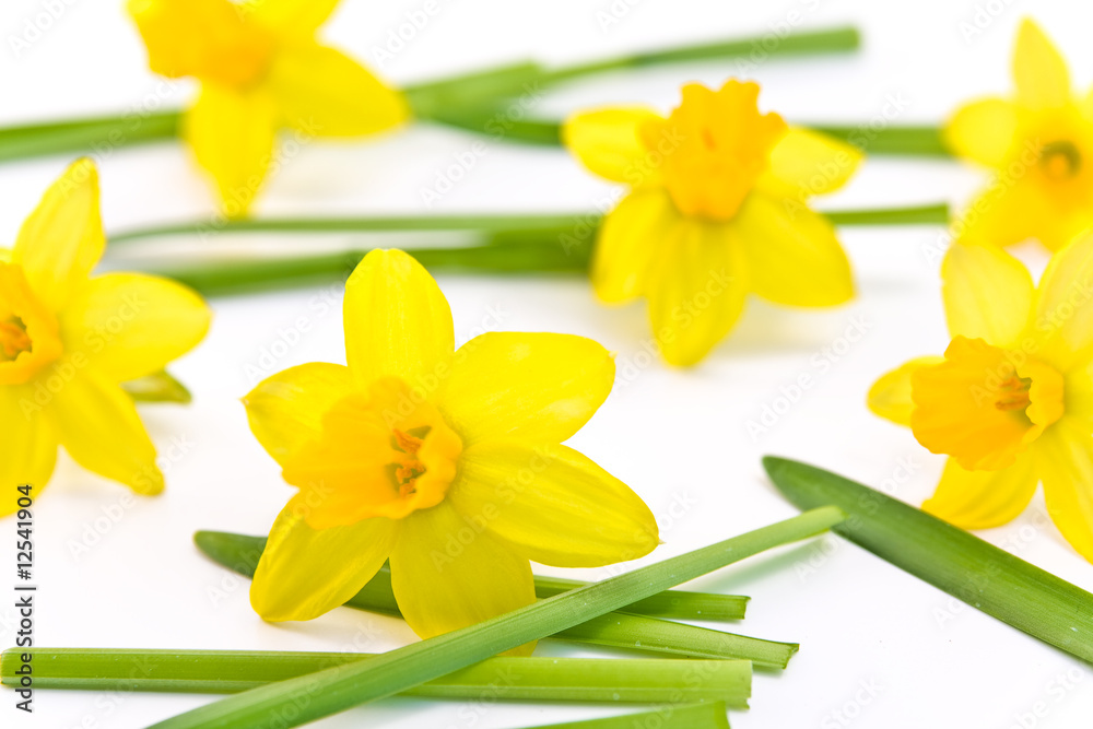 Obraz premium daffodils background