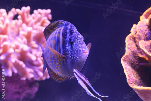Colorful fish in the Red Sea