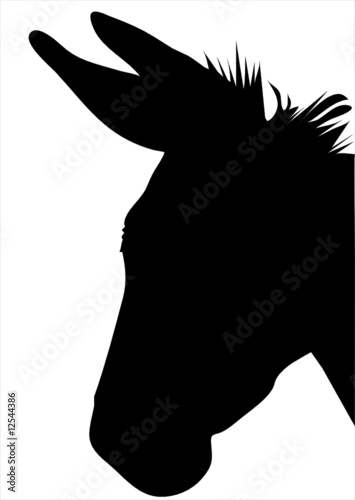 horse head isolated on white