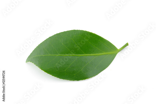 feuille verte