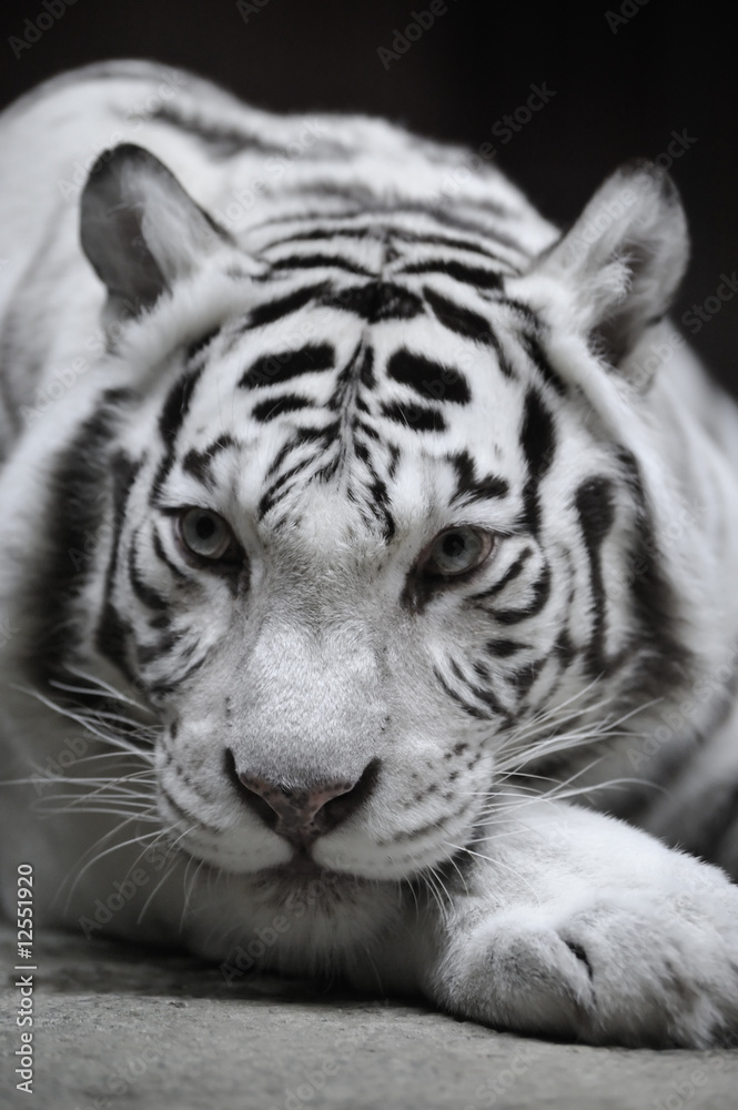 Naklejka premium Biała tygrysica