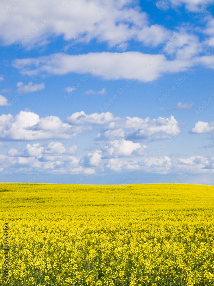 Rape fields