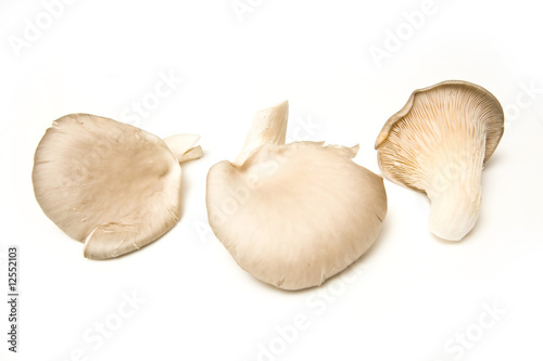 Oyster mushrooms isolated on a white studio background.
