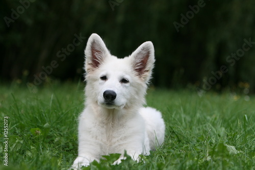 le moment de detente pour le jeune berger blanc suisse © Dogs