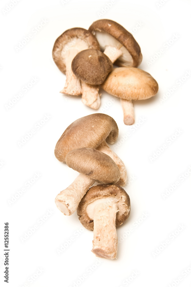 Shitake mushrooms isolated on a white studio background. Shitake mushrooms isolated on a white studio background.