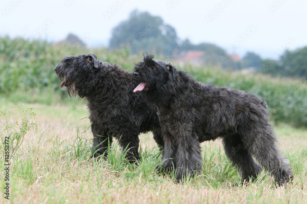 deux bouviers des flandres en balade à la campagne