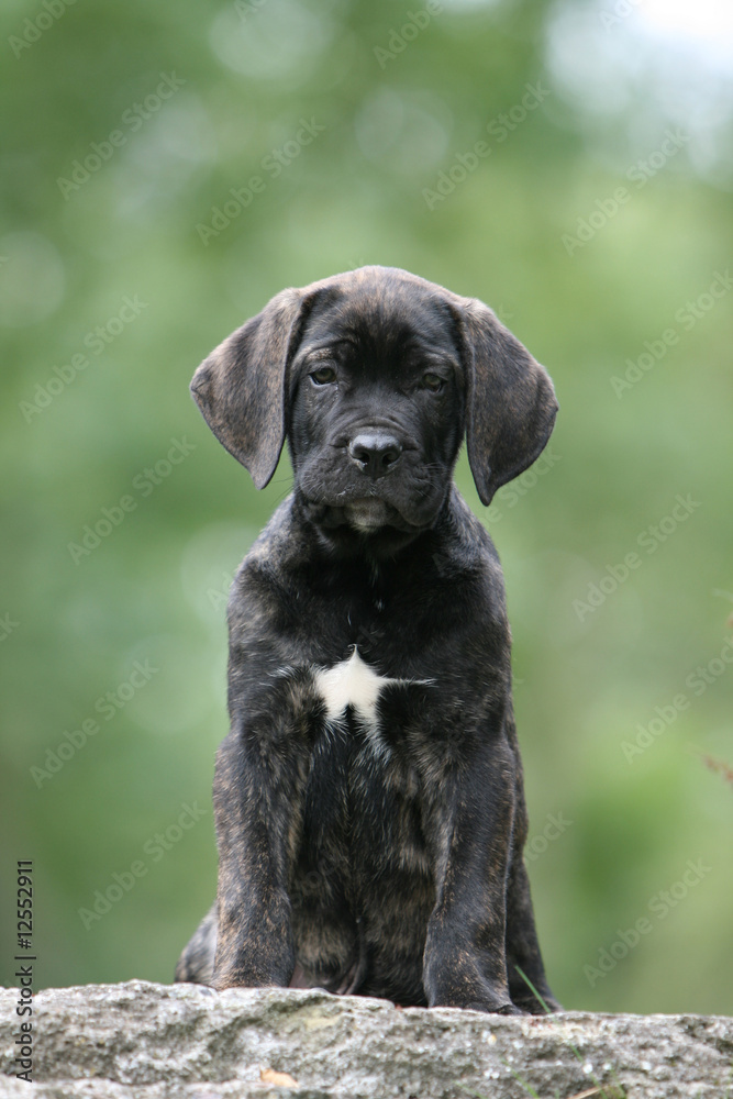 la pose fière du jeune cane corso a la tache blanche la pose fière du jeune cane corso a la tache blanche