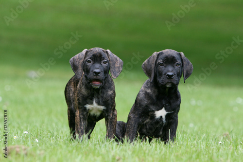 duo de chiots cane corso dans le jardin en ete