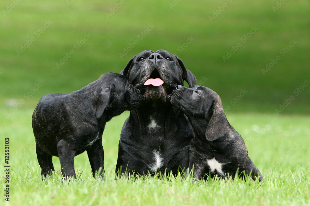deux chiots cane corso faisant un bisou a leur mere deux chiots cane corso faisant un bisou a leur mere