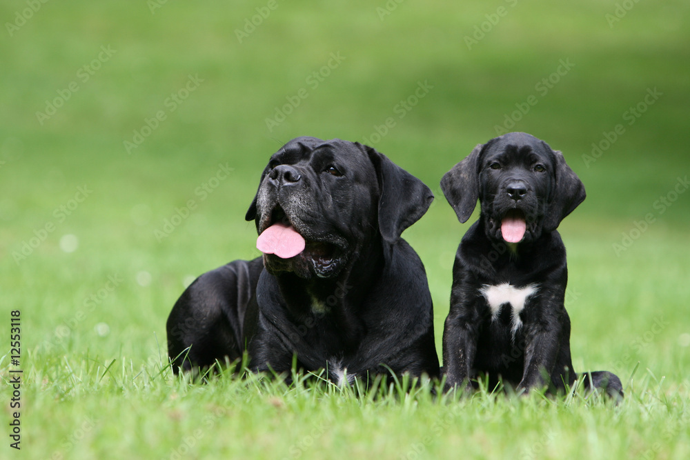 famille cane corso allongée dans l'herbe tirant la langue